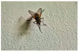 To be a fly on the wall