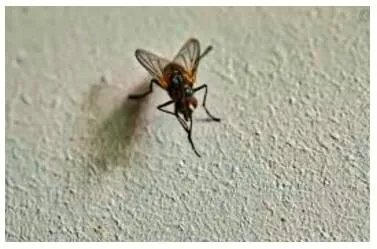 To be a fly on the wall