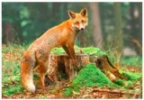 To be as sly as a fox