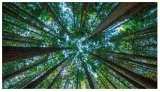 Wildly disruptive  diversion of natural habitat for projects cannot become a fairly routine event  consequences are enormous