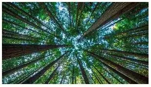 Wildly disruptive  diversion of natural habitat for projects cannot become a fairly routine event  consequences are enormous