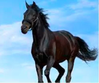 A dark horse