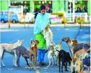 A fair deal for humans and their best friend