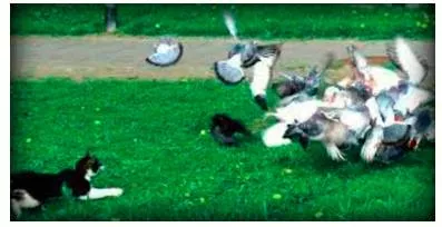 To put a cat among the pigeons