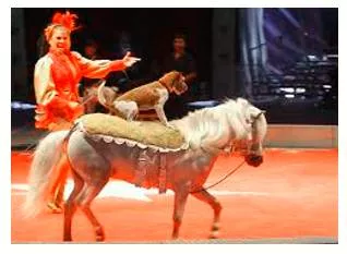 A dog and pony show