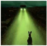 To be like a rabbit in the headlights
