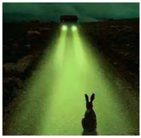 To be like a rabbit in the headlights