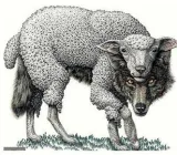 A wolf in sheep's clothing 