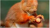 Even a blind squirrel can find a nut once in a while 