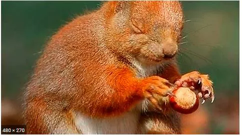 Even a blind squirrel can find a nut once in a while 