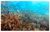 The ganga’s message  on microplastics pollution