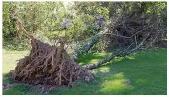 Uproot  - Remove or destroy completely.