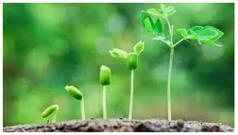 Thrive  - Prosper; flourish.