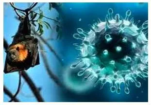 Nipah amidst a pandemic