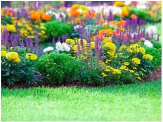 A garden