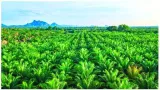 Okay to force palm oil on ghee culture 