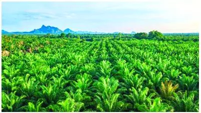 Okay to force palm oil on ghee culture 