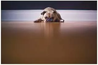Reluctant  - Unwilling and hesitant.