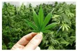 Some dope on law  decriminalise cannabis  rework ndps act  for investigative focus on hard drugs supply 