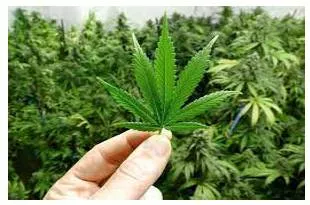 Some dope on law  decriminalise cannabis  rework ndps act  for investigative focus on hard drugs supply 