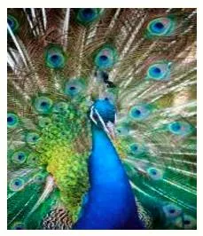 Flaunt - To show something you are proud of to other people, in order to impress them.