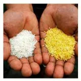 Plugging the leak  on the gm rice controversy