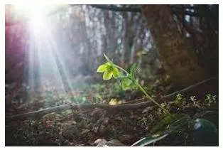 Glimmer  - A faint sign of a feeling or quality, especially a desirable one.