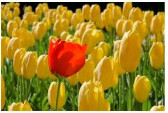 Conspicuous  - Easy to see or notice.