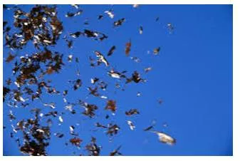 Flurry  - A sudden short period of activity or excitement.