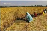Choking farming  can agri reform be renewed with better politics 