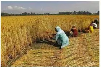Choking farming  can agri reform be renewed with better politics 