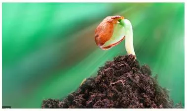 Nascent  - (especially of a process or organization) just coming into existence and beginning to display signs of future potential.