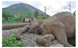 Corridors of death  on elephant deaths on tracks