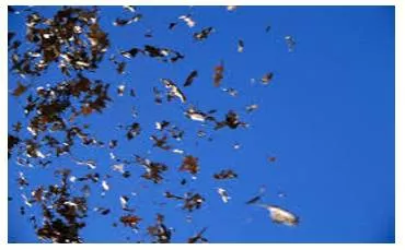 Flurry  - A sudden short period of activity or excitement.
