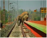 Jumbo trouble