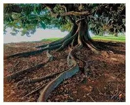 Entrenched  - (of an attitude, habit, or belief) firmly established and difficult or unlikely to change; ingrained.