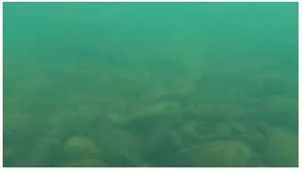 Murky - Not clear.