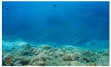 Dumped fishing gear is killing marine life  yet no governments seem to care 