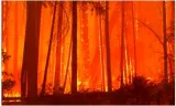 Carbon offsetting is not warding off environmental collapse – it’s accelerating it