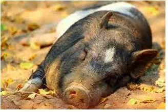 Torpor  - A state of physical or mental inactivity.