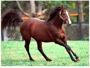 Unbridled  - uncontrolled.