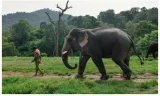 Are humans on the verge of ‘peace talks’ with the non human world 