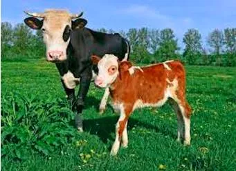 Progeny meaning