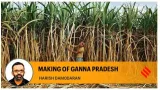 Uttar pradesh is ganna pradesh 