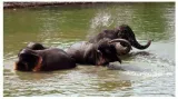 Why the ban on trade of captive elephants must stay