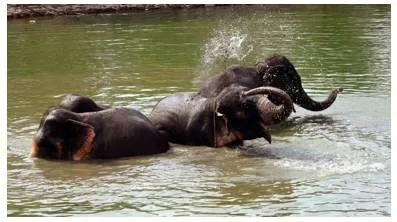 Why the ban on trade of captive elephants must stay