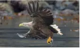 Britain’s sea eagles are a magnificent sight – so why are people poisoning them 