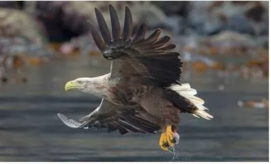 Britain’s sea eagles are a magnificent sight – so why are people poisoning them 