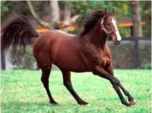 Unbridled meaning