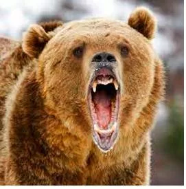 Ferocity meaning